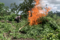 Polisi Musnahkan Setengah Hektare Landang Ganja di Lamteuba Aceh Besar