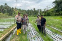 Kapolsek Muara Dua Panen Cabe Program Ketahanan Pangan 