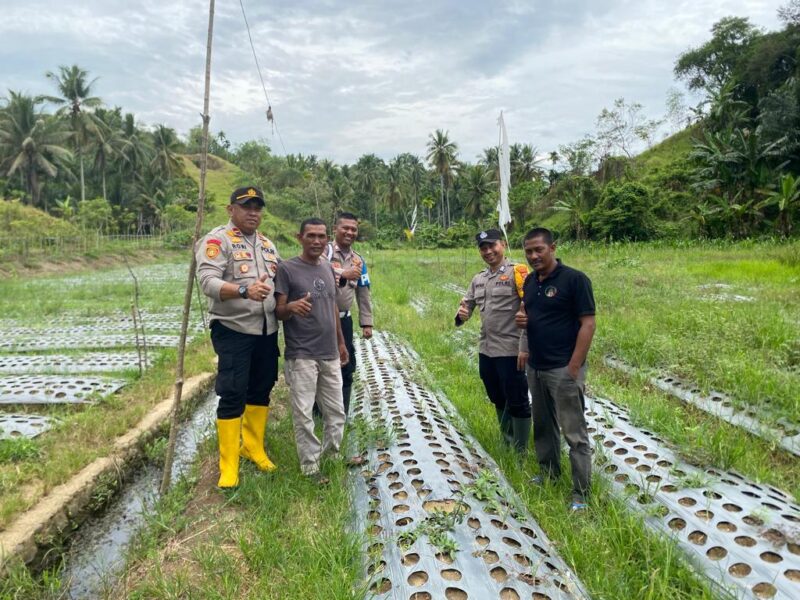 Kapolsek Muara Dua Panen Cabe Program Ketahanan Pangan 