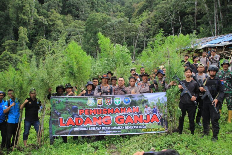 Satuan Brimob Polda Aceh Kompi 4 Batalyon C Pelopor Pemusnahan Ladang Ganja Sinergitas Bersama Menyelamatkan Generasi Muda, Rabu (27/09/2023).