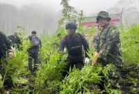 Operasi ladang ganja yang siap panen kembali dimusnahkan oleh personel Satuan Brimob Polda Aceh Kompi 1 Batalyon A Pelopor  03/10/2023,