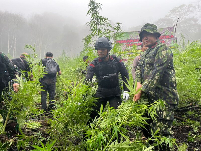 Operasi ladang ganja yang siap panen kembali dimusnahkan oleh personel Satuan Brimob Polda Aceh Kompi 1 Batalyon A Pelopor  03/10/2023,