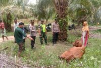 Harimau diduga kembali menerkam sapi milik Andi warga Dusun Buket Mamplam, Desa Panton Rayeuk T, Kecamatan Banda Alam, Kabupaten Aceh Timur.
Kejadian tersebut terjadi pada hari Rabu, (18 Oktober 2023) sekira pukul 02.30 WIB.