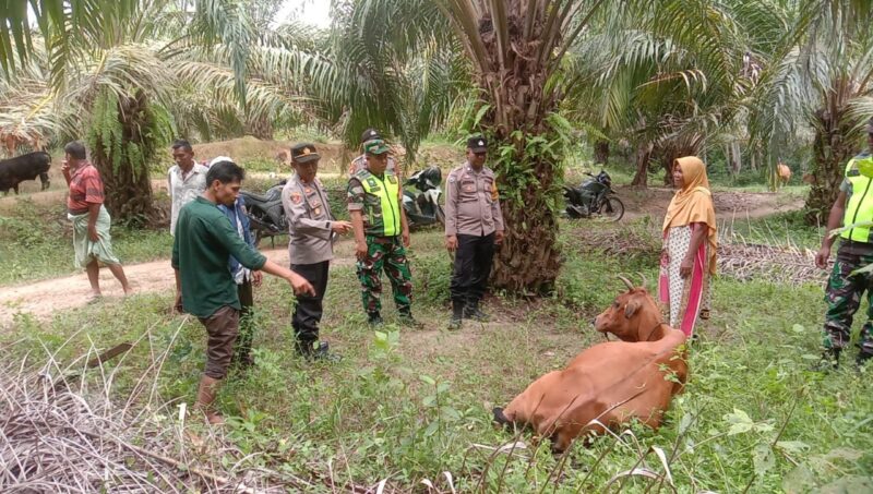 Harimau diduga kembali menerkam sapi milik Andi warga Dusun Buket Mamplam, Desa Panton Rayeuk T, Kecamatan Banda Alam, Kabupaten Aceh Timur.
Kejadian tersebut terjadi pada hari Rabu, (18 Oktober 2023) sekira pukul 02.30 WIB.