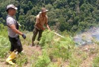 Aiptu Syamsuddin Ariga Kapospol Blangpegayon beserta Personel Meskipun Bulan Puasa, Tetap Sigap Padamkan Api Karhutla di Gayo Lues.