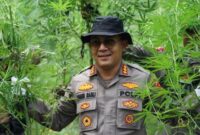 Foto Dok Polresta


Kapolresta Banda Aceh, Kombes Fahmi Irwan Ramli saat memusnahkan Iadang ganja di Lamteuba.