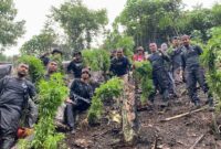 Satres Narkoba Polres Aceh Selatan musnahkan Satu hektar Ladang ganja