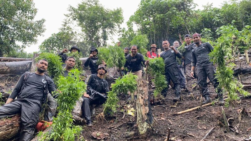 Satres Narkoba Polres Aceh Selatan musnahkan Satu hektar Ladang ganja