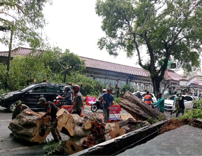 Petugas BPBD Kota Serang saat melakukan evaluasi pohon tumbang di depan Alun-alun Barat Kota Serang, Kamis (2/5/2024). (Foto: TIMESLINES INEWS/ Heru Nurhadiyansyah)