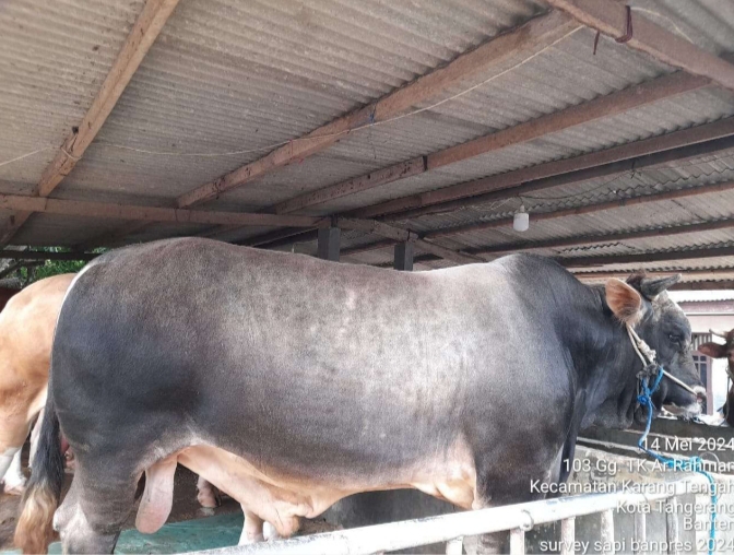 Sapi Pegon bantuan dari Presiden Joko Widodo untuk masyarakat Banten yang dititipkan ke pengurus Masjid Raya Al Bantani, KP3B Curug Kota Serang. (Foto: Distan Banten).