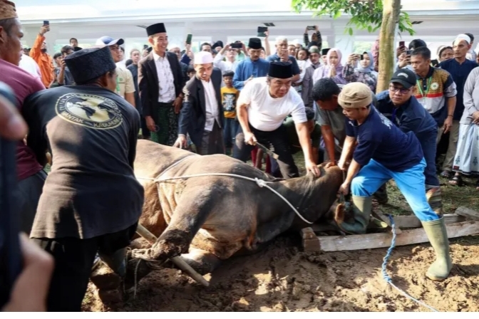 Pj Gubernur Banten berkaos putih, saat akan melakukan penyembelihan sapi dari Jokowi (Foto: TLii/Heru)