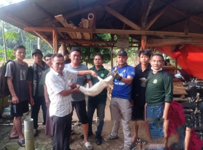 Evakuasi buaya muara dari Labuan, Pandeglang, Banten. (Foto: TLii/Ikhsan)