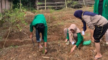 Mahasiswa KKN kelompok 63 Tanam Tanaman Obat, Dorong Kemandirian Kesehatan di Gampong Trieng Meudurou