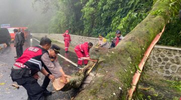 Polres Tanah Karo Tanggap Darurat, Jalur Berastagi-Medan Kembali Normal Pascapohon Tumbang