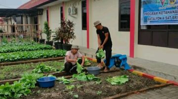 Personel Kompi 1 Batalyon A Pelopor Sat Brimob Polda Sumut Dukung Ketahanan Pangan dengan Pemberian Makan Ikan dan Panen Sayur