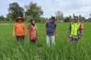 Penyuluh,dan  Babinsa di dampingi Kujruen Blang turun langsung memantau kondisi di sawah Teupin Peuraho, selasa (28-01-2025).foto Jurnalis TLii.