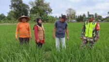 Penyuluh,dan  Babinsa di dampingi Kujruen Blang turun langsung memantau kondisi di sawah Teupin Peuraho, selasa (28-01-2025).foto Jurnalis TLii.