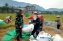 Mayor Jenderal TNI Niko Fahrizal, M.Tr. (Han), memerintahkan seluruh Komandan Distrik Militer (Dandim) di bawah jajaran Kodam Iskandar Muda untuk memberikan dukungan penuh kepada para petani di wilayah masing-masing. Provinsi Aceh. Kamis (30/1/25)