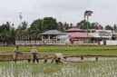  Petani sedang menanam padi di Gampong Teupin Peuraho, Kecamatan Meureudu,Kabupaten Pidie Jaya, Sabtu ( 04/1/20 25)