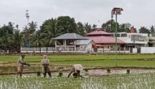  Petani sedang menanam padi di Gampong Teupin Peuraho, Kecamatan Meureudu,Kabupaten Pidie Jaya, Sabtu ( 04/1/20 25)