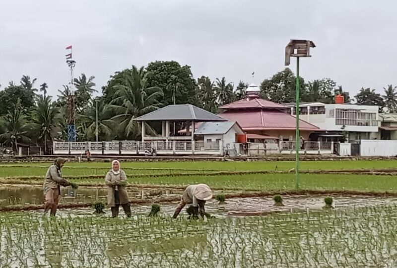  Petani sedang menanam padi di Gampong Teupin Peuraho, Kecamatan Meureudu,Kabupaten Pidie Jaya, Sabtu ( 04/1/20 25)