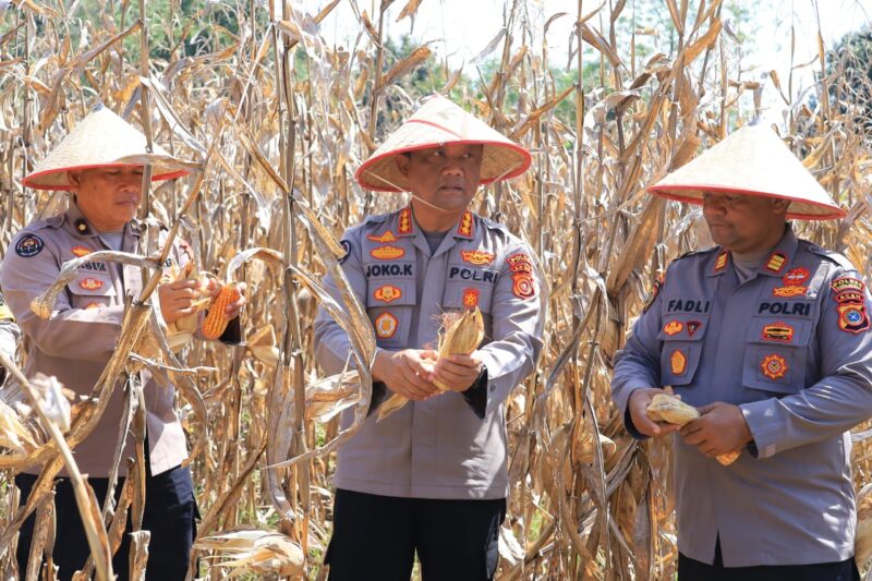 Kabid Humas Polda Aceh Panen Jagung Program Ketahanan Pangan