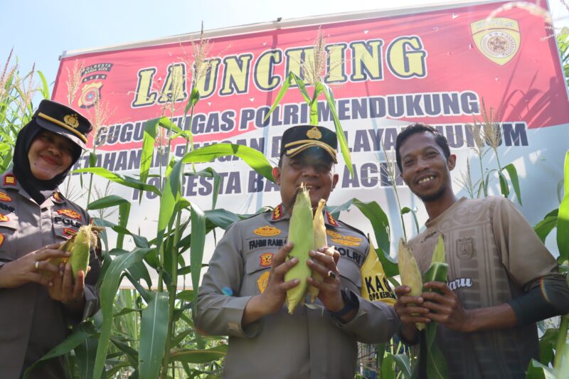 Kapolresta Panen Ratusan Jagung di Gampong Geuceu Meunara Banda Aceh