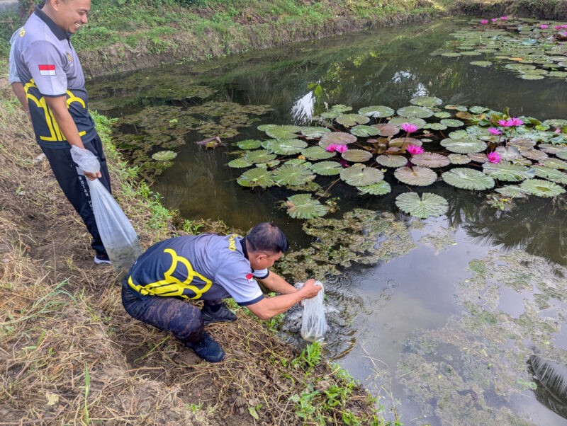 Rumah Tahanan Negara Kelas IIB Poso mengambil langkah nyata dalam mendukung program ketahanan pangan nasional dengan menebar 5000 benih ikan nilam di kolam budidaya Rutan Poso, sabtu (15/02/2025).