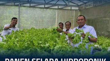 Panen Selada Hidroponik, Wujud Nyata Lapas Narkotika Samarinda Dukung Program Ketahanan Pangan Nasional